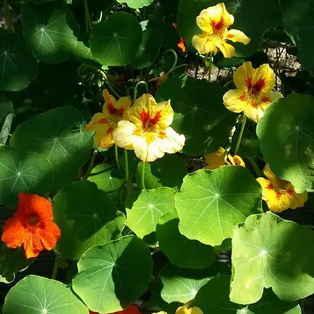 Buerger-hinteregger Appartement Seeboden