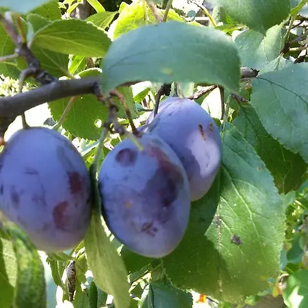 Buerger-hinteregger Appartement *