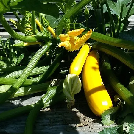 Buerger-hinteregger Appartement