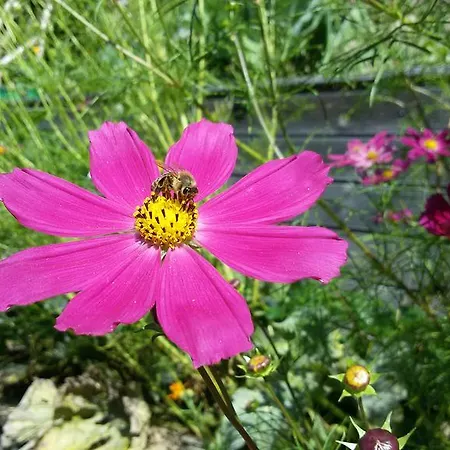 Buerger-hinteregger Appartement