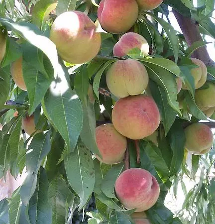 Buerger-hinteregger Appartement Seeboden
